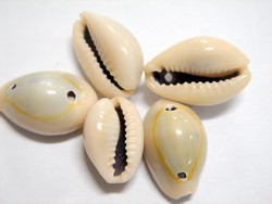 shell - natural - cowrie shell - whole x 1kg bag