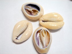shell - natural - cowrie shell - split x 1kg bag